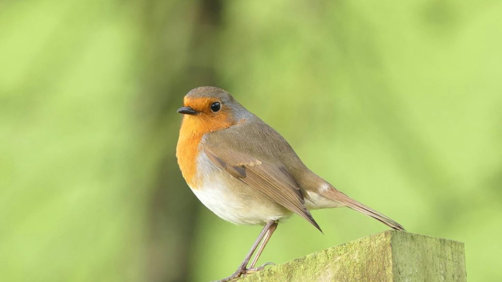 An Orange Breasted Bird Perched on a Wooden Surface A robin bird with a bright orange chest perched on a post, set against a soft green background.