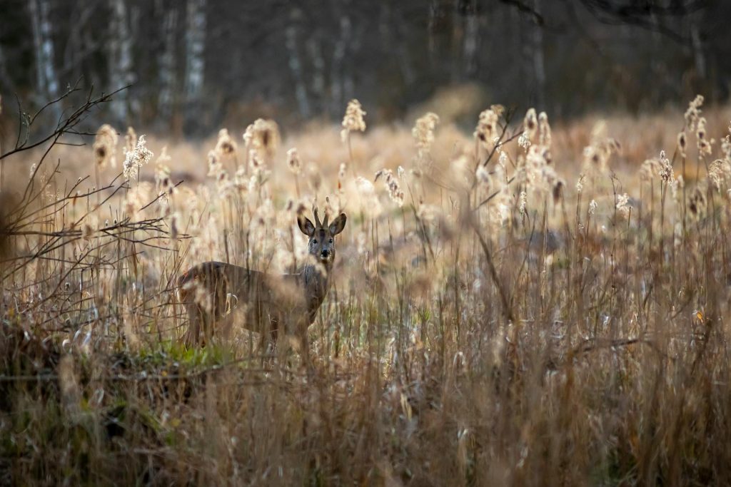 animals in germany, Hiking tips for Germany