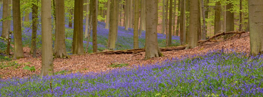 Local flora and fauna Belgium, Nature photography spots Belgium