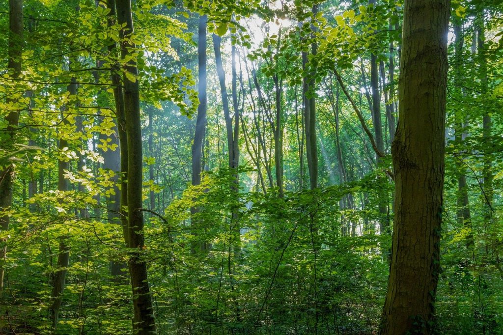 Luxembourg walking paths, Nature walks in Luxembourg