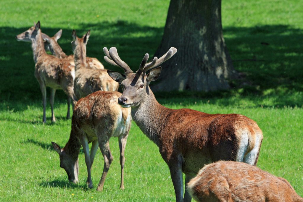 Red deer, Family-friendly hikes in Czech Republic