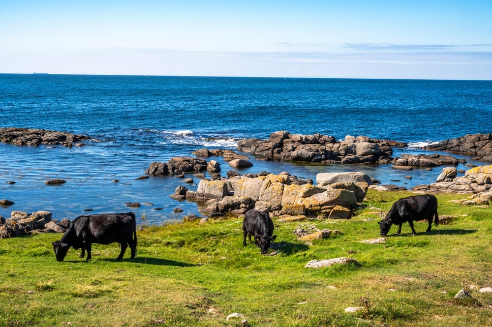 best hikes in Denmark: Hammeren Coastal Trail