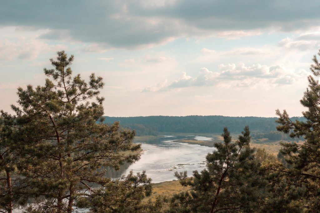 Peaceful landscape of Latvia with pine trees framing a river flowing through lush greenery under a cloudy sky.