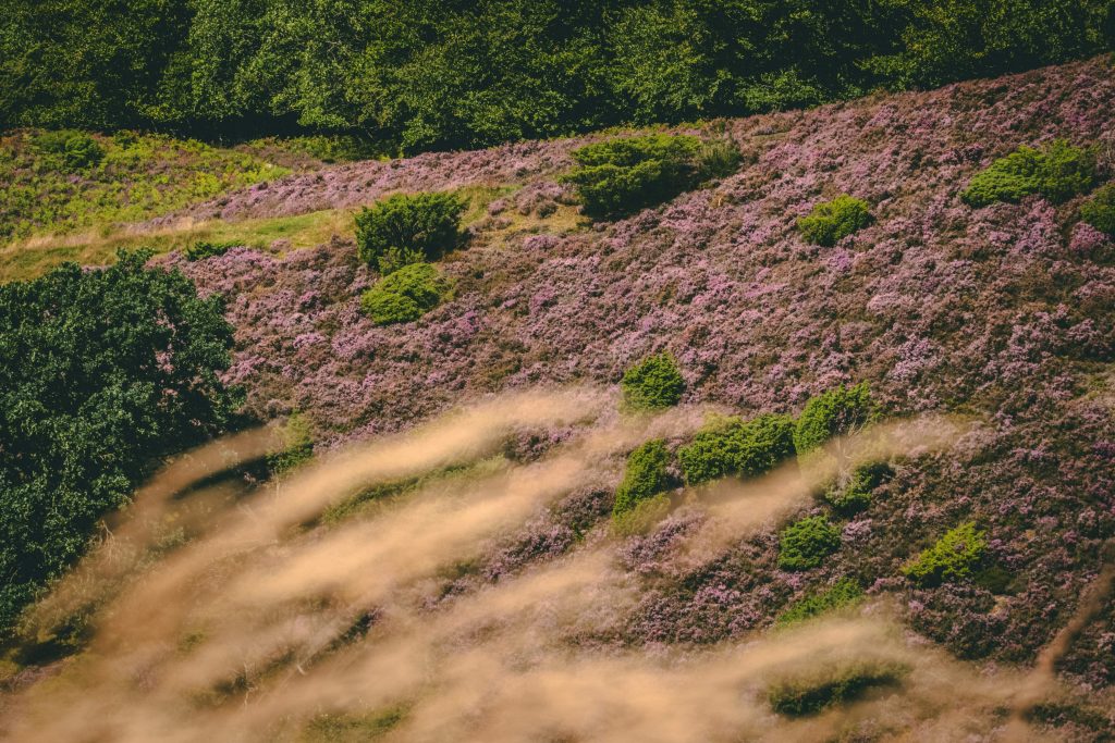 Best hikes in Denmark: Rold Skov and Rebild Bakker Trail