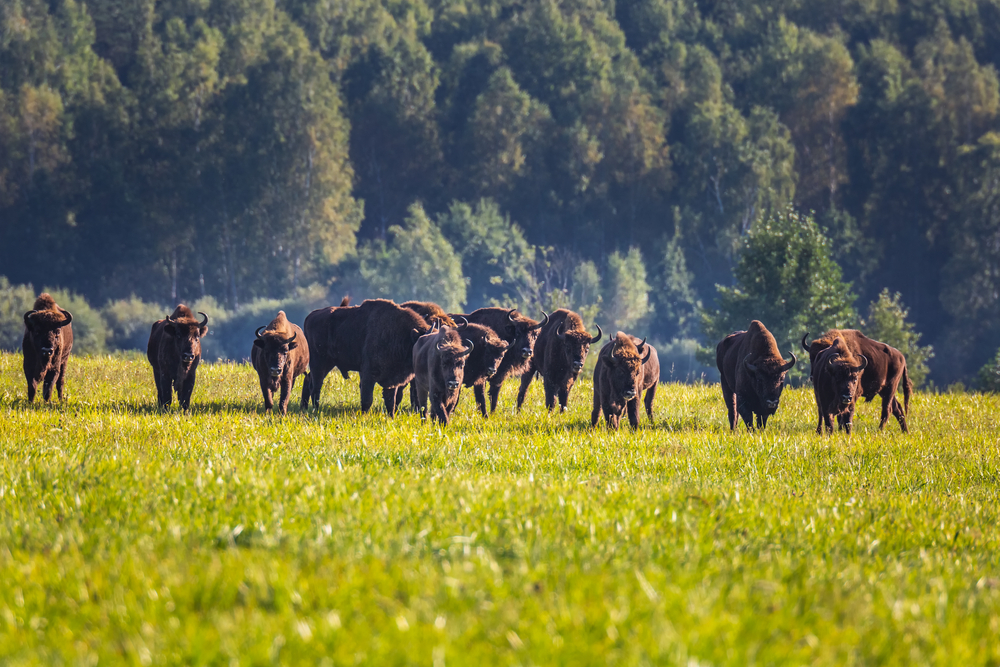 A herd of bison grazing in the vibrant green fields of Belovezhskaya Pushcha, a renowned destination for hiking and wildlife experiences in Belarus.
