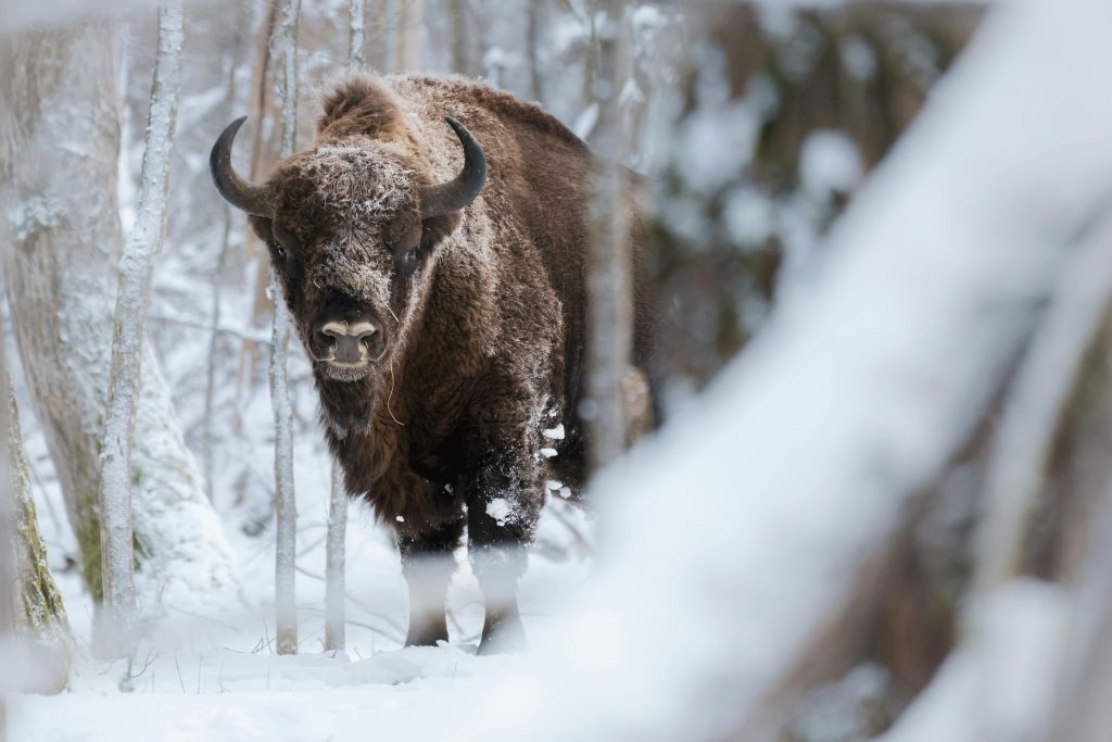 A bison in a snow-covered Belarus forest, with frosty fur and sharp horns, spotted along the serene Belarus trekking trails in winter.