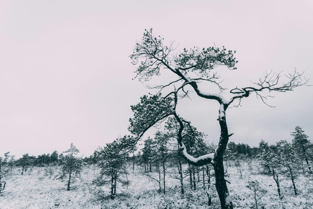 A snow-covered tree stands tall along the Cenas Tīrelis Boardwalk, part of the scenic Latvia hiking trails.