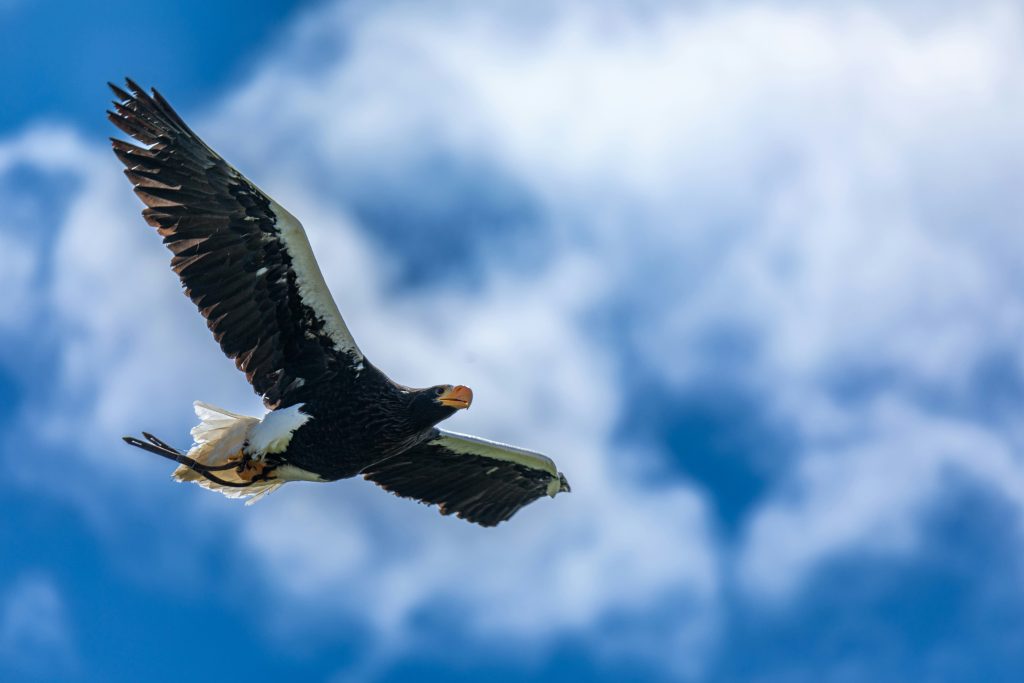 A majestic white-tailed eagle soaring through the sky, showcasing its large wingspan against a backdrop of blue clouds.