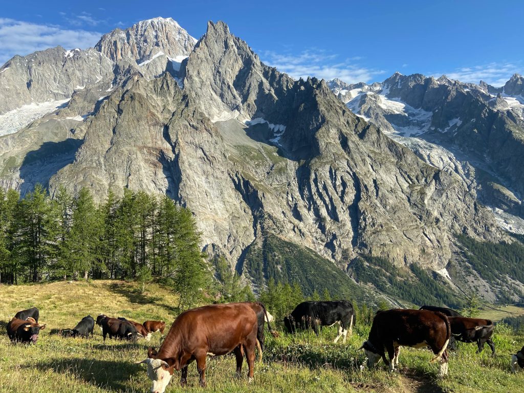 Cattle grazing in Courmayeur, with the dramatic peaks of the Mont Blanc Massif towering in the background on a bright, clear day.
