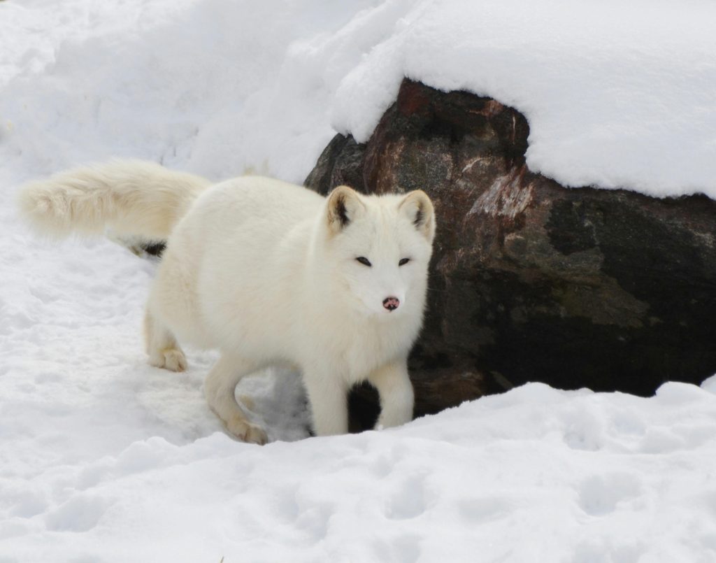 Artic Fox
