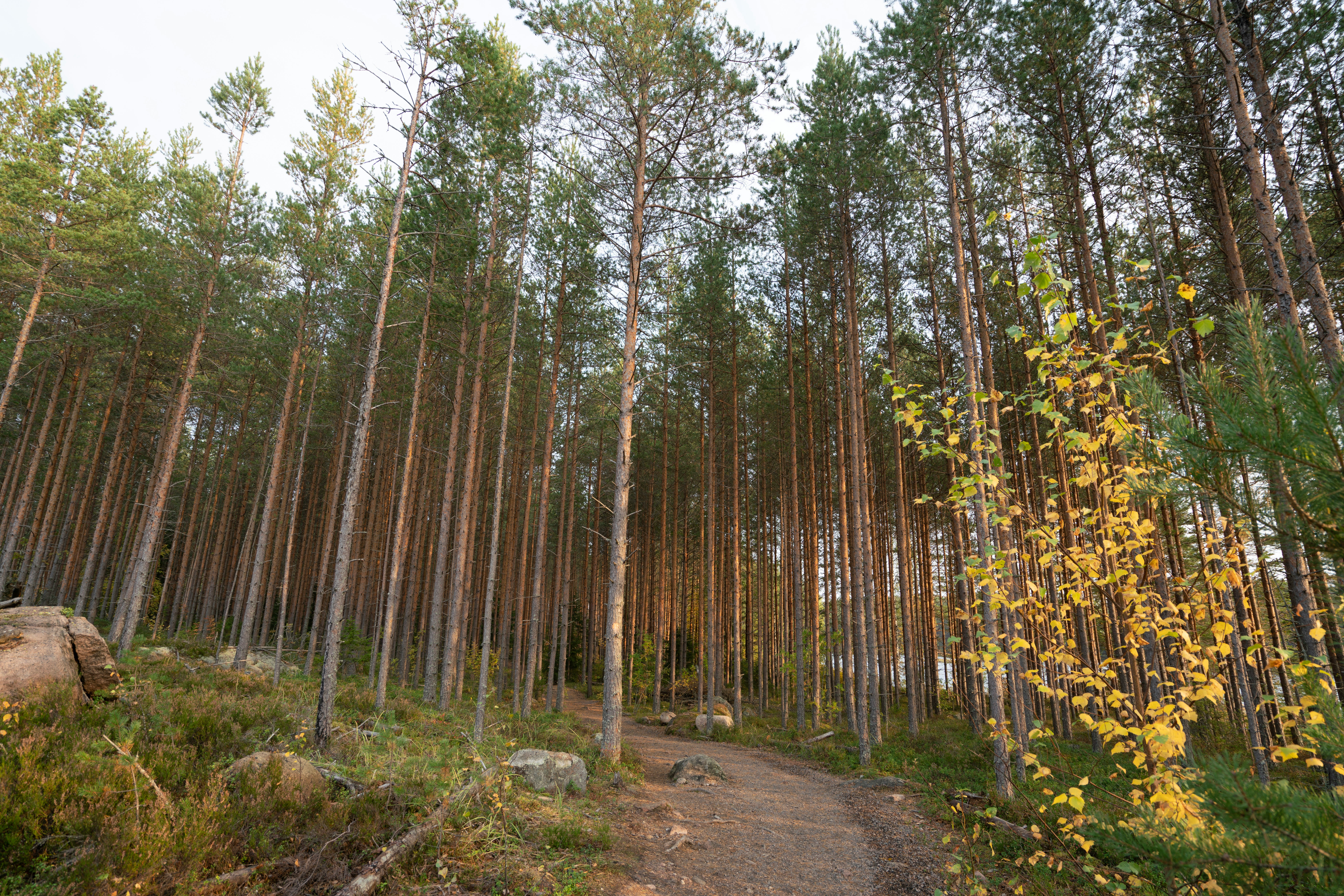Peaceful forest trail surrounded by tall pine trees in Repovesi National Park, a popular hiking destination in Finland.