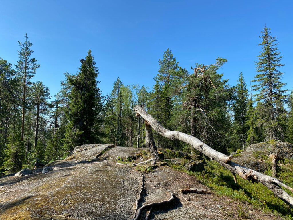 Rocky forest trail surrounded by pine trees under a clear blue sky in Syöte National Park, Finland’s northern hiking destination.
