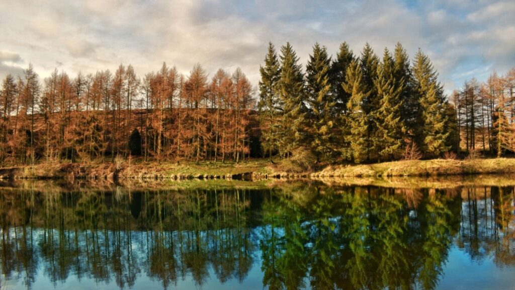 Scenic lakeside forest featured in the 6 of the Best Walks from Osmotherley to Try on Your Next Hiking Getaway in Yorkshire