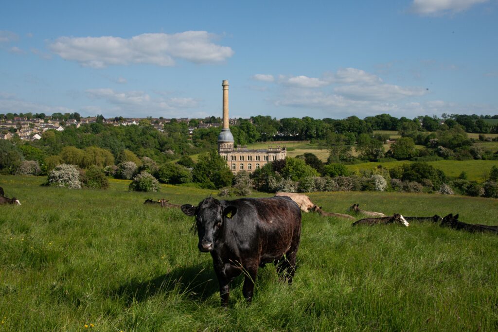 Chipping Campden to Dovers Hill Loop with cattle grazing in a scenic Cotswold meadow