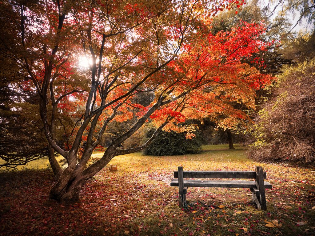 Westonbirt Arboretum Easy Access Trails cotswolds Kayde Parker Westonbirt Arboretum Easy Access Trails through autumn woodland with a scenic bench and colorful trees
