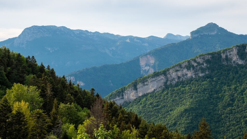 Wide view of layered mountain ranges covered in dense forests under a pale sky with a dark green pine foreground