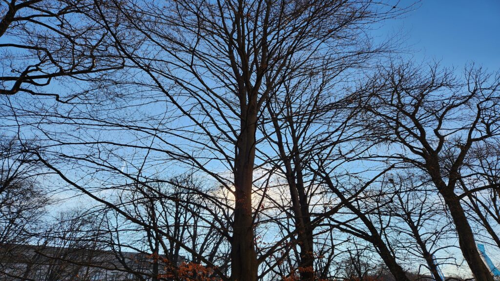 Bare leafless trees against a clear blue sky with the sun peeking behind the trunk at sunsetsunrise